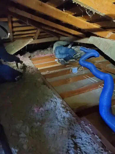 Insulation removal vacuum hose running across an attic floor